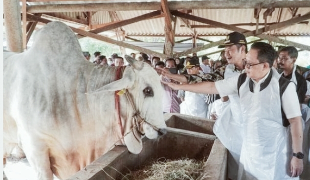 Berbobot 1 Ton: Sapi Ongole,Kurban Jokowi