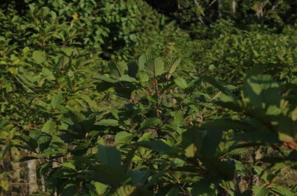 Ini Dia Tanaman Kratom, Yang Bisa Menghasilkan Uang Lebih Banyak Daripada Sawit Dan Karet