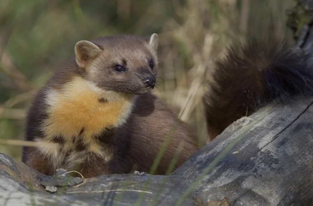 Sebuah Kamera Tersembunyi Menangkap Momen Langka, Satwa Langka Marten Pinus 