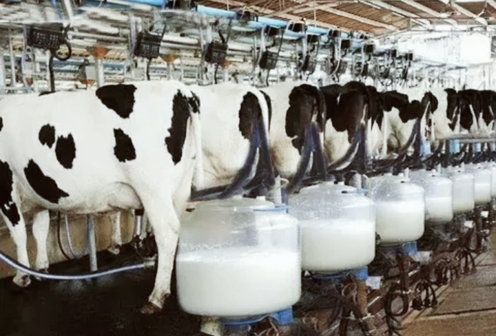 PSN:Pemerintahan Prabowo Mau Impor 200 Ribu Sapi Perah Dan Hamil