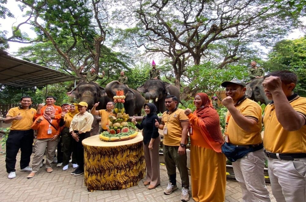 Kebun Binatang Surabaya Merayakan Hari Ulang Tahun Ke 13 Satwa Gajah Bernama Gonzales