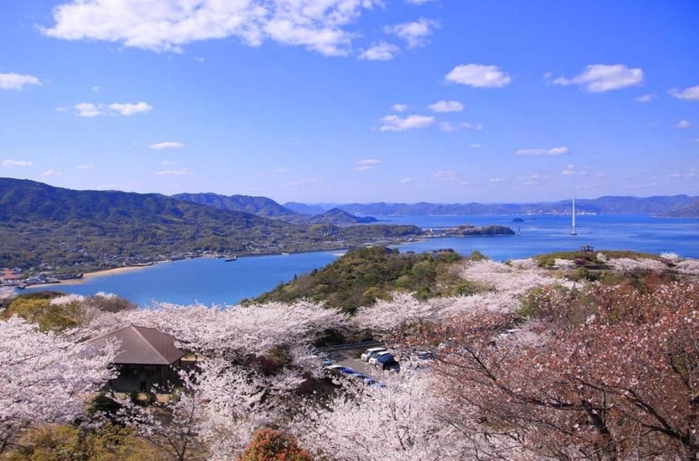 Keindahan Bunga Sakura Di Taman Hirakiyama 