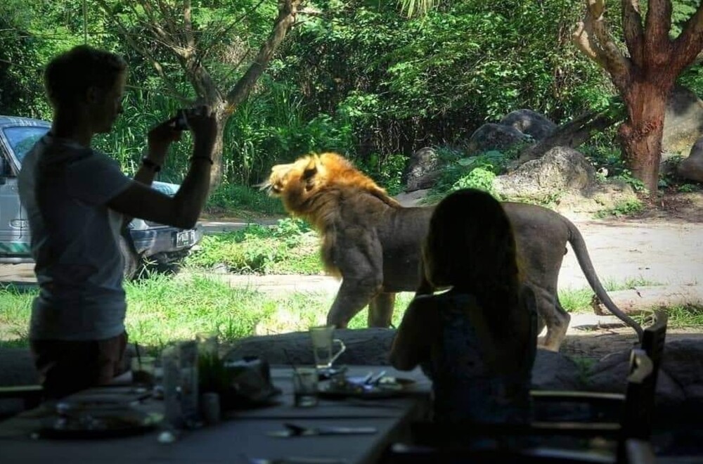 Sarapan Bersama Raja Hutan, Kenapa Tidak! 