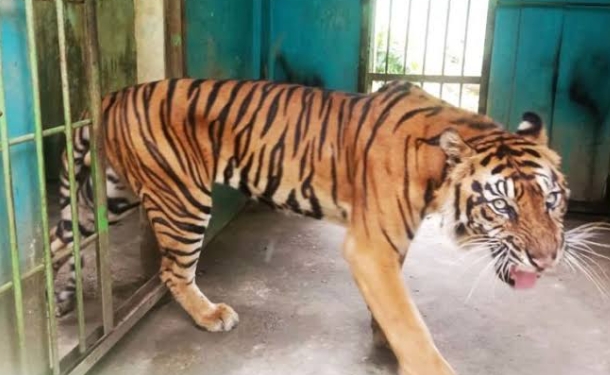 Dampak Harimau Sumatera Mati  Di Medan Zoo, Kota Medan