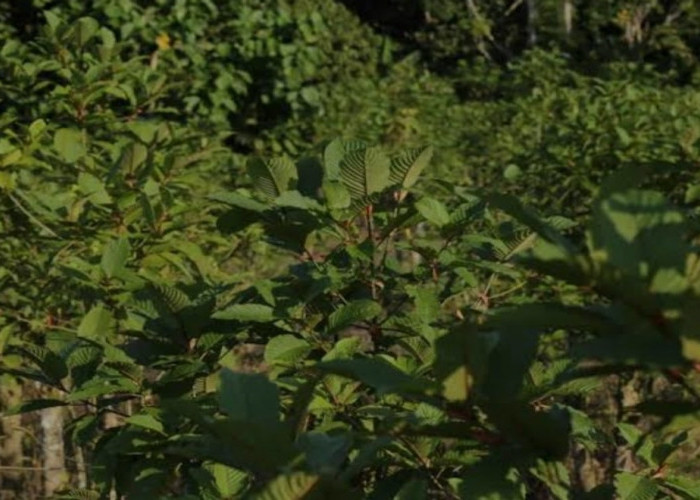 Ini Dia Tanaman Kratom, Yang Bisa Menghasilkan Uang Lebih Banyak Daripada Sawit Dan Karet