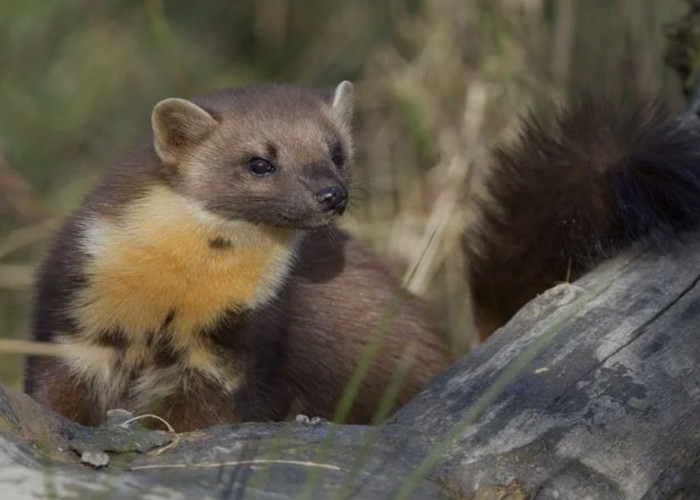 Sebuah Kamera Tersembunyi Menangkap Momen Langka, Satwa Langka Marten Pinus 