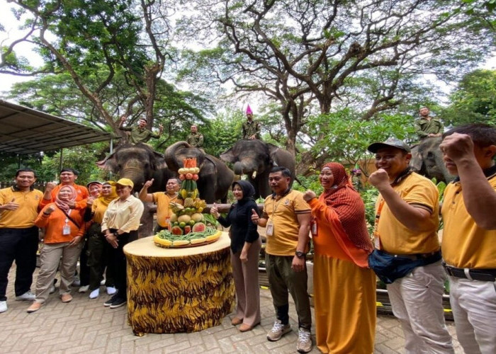 Kebun Binatang Surabaya Merayakan Hari Ulang Tahun Ke 13 Satwa Gajah Bernama Gonzales