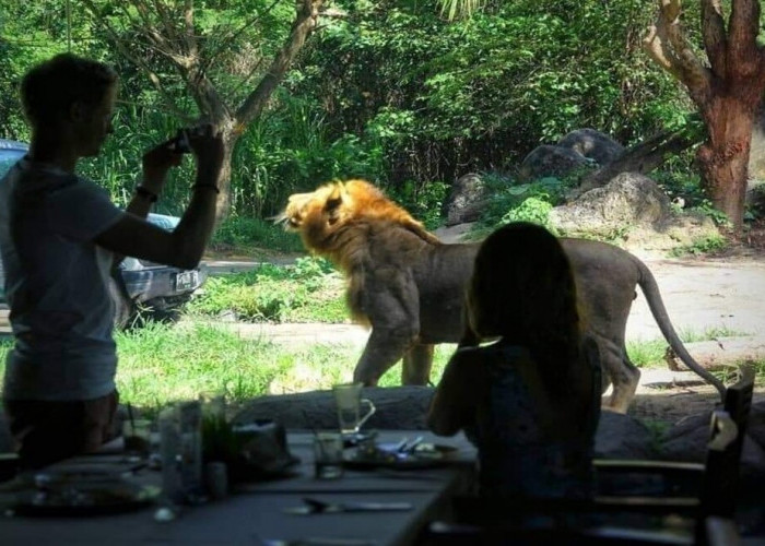 Sarapan Bersama Raja Hutan, Kenapa Tidak! 